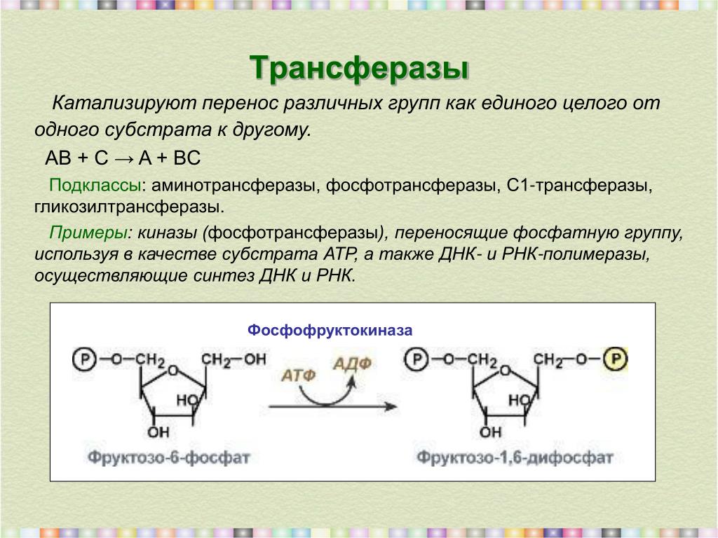 Ферменты необходимы для синтеза. Трансферазы катализируют реакции. Трансферазы Тип катализируемой реакции. Кофермент фосфотрансфераз. Трансферазы метилтрансферазы.
