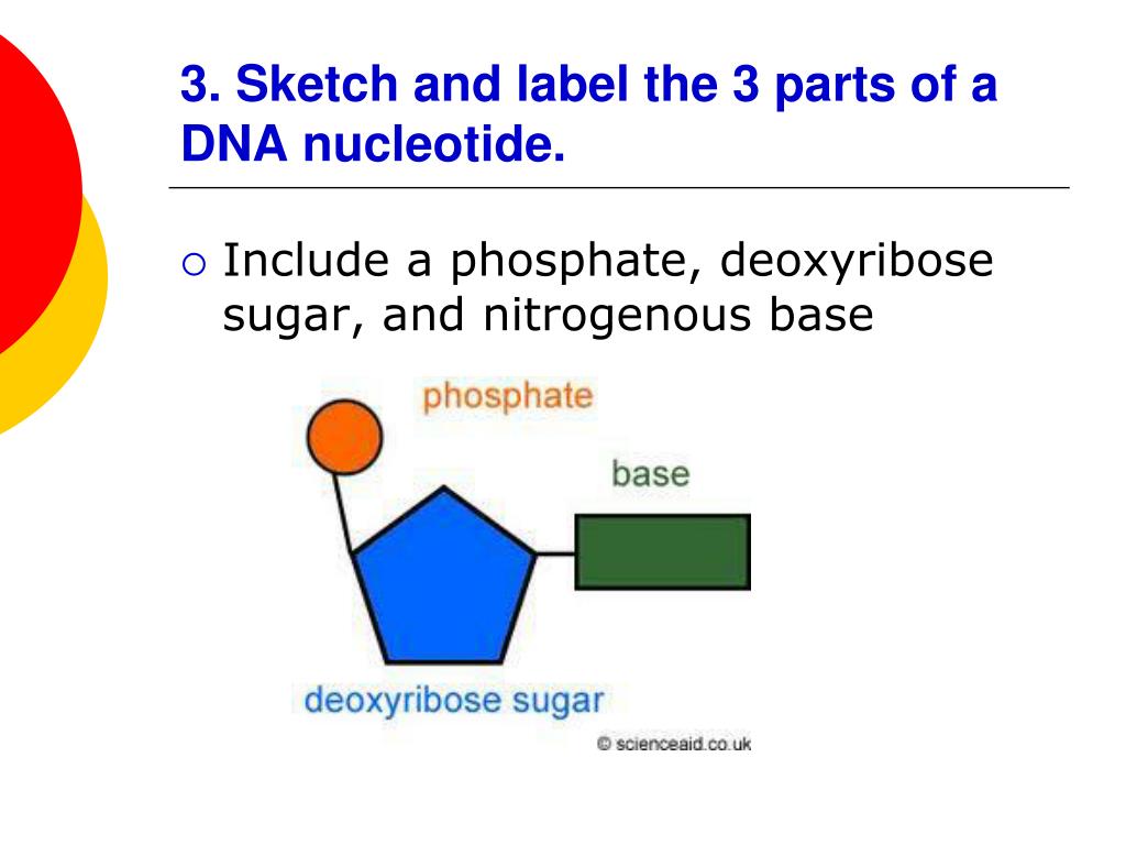 What are the three parts of a nucleotide check all that apply at kiara