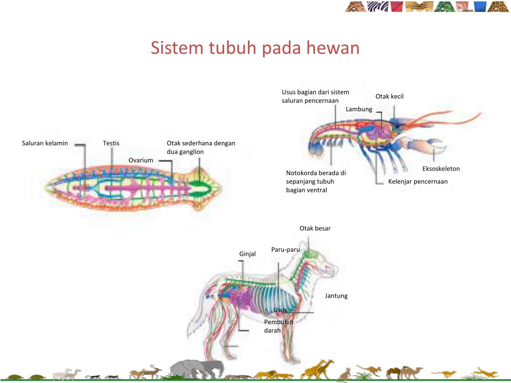 PPT BAB 9 DUNIA HEWAN  ANIMALIA PowerPoint Presentation 