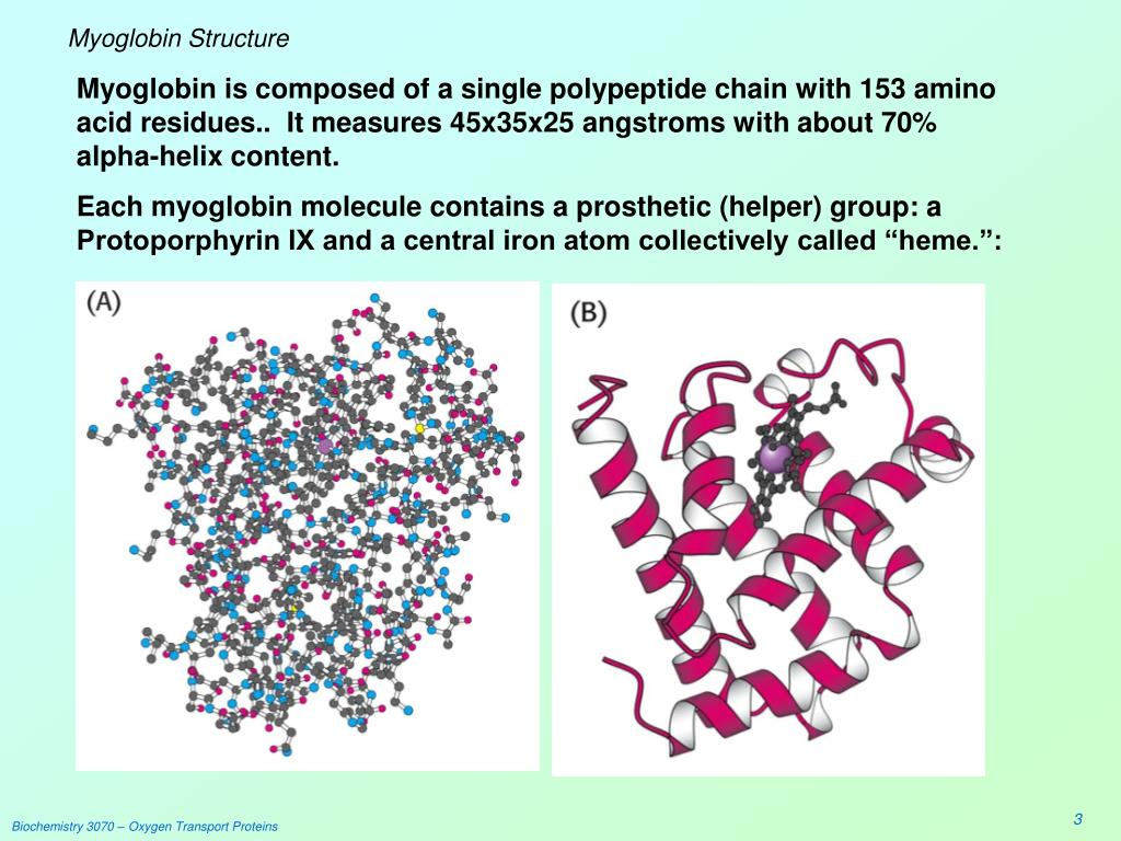 Белки группа соединения. Миоглобин. Третичная структура миоглобина. Миоглобин структура. Структура миоглобина биохимия.