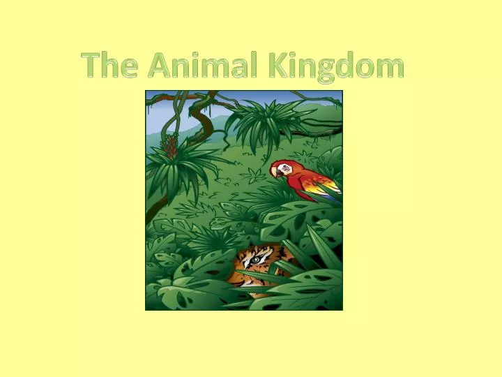 PPT - The Animal Kingdom PowerPoint Presentation, free download - ID:3260431 PPT - The Animal Kingdom PowerPoint Presentation, free download - ID:3260431