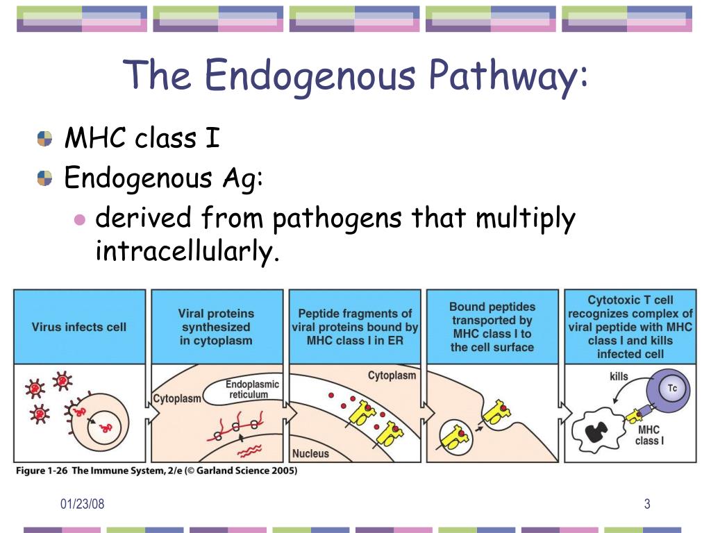 PPT Immunology Literature Search Guidance PowerPoint Presentation 