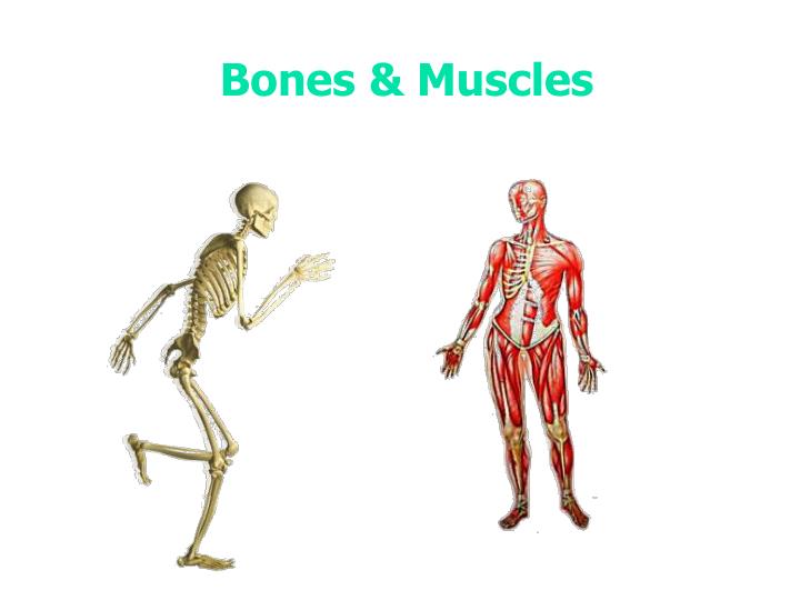 PPT - Bones & Muscles PowerPoint Presentation, free ...