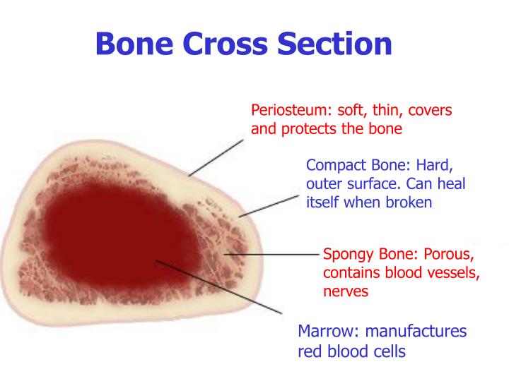 Cross Section Of Spongy Bone - A and P Lab section 8 flashcards
