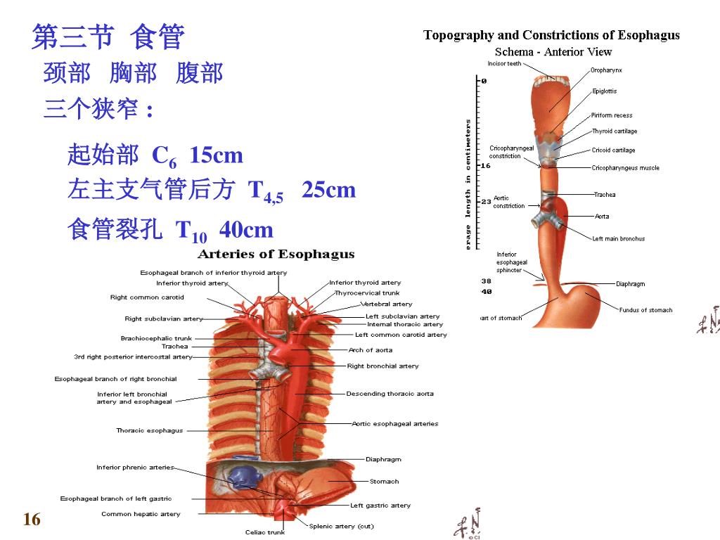 【内脏与疼痛】食管的解剖结构和组织结构_黏膜_部位_上皮