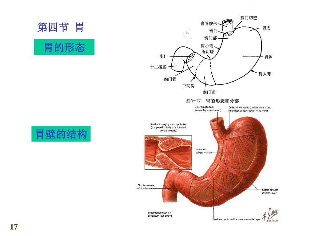 胃部肠部结构示意图图片素材-编号16257822-图行天下