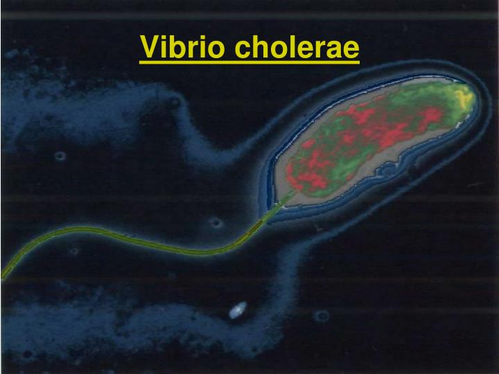 PPT - Vibrio cholerae PowerPoint Presentation, free download - ID:3265499