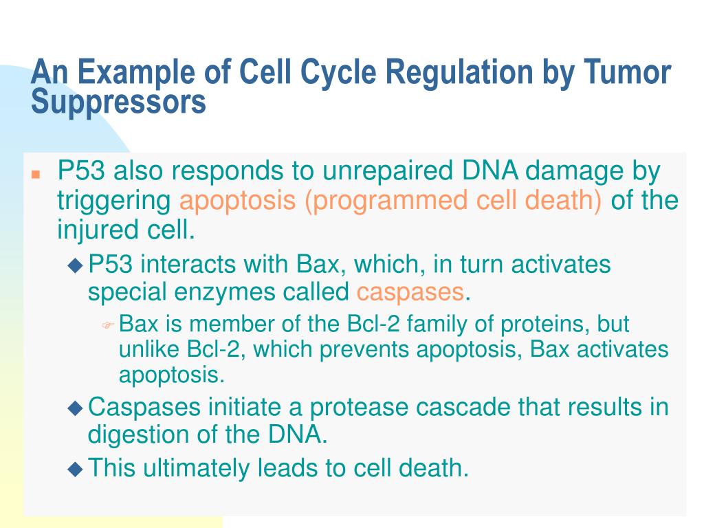 Cancer and the Cell Cycle PowerPoint Presentation, free download ... Biology Diagrams