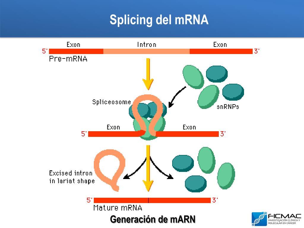 Marn Tarn Rarn PPT - microRNAs Silvia Juliana Serrano Gómez BSc , MSc Coordinadora ...