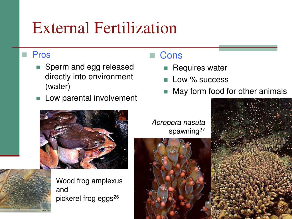 Ppt Chapter 12 Reproduction Powerpoint Presentation Free Download 30e 6351