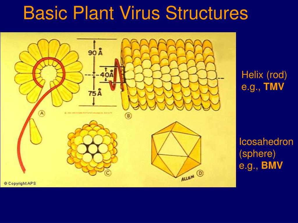 PPT - Plant Viruses PowerPoint Presentation, free download - ID:3267483