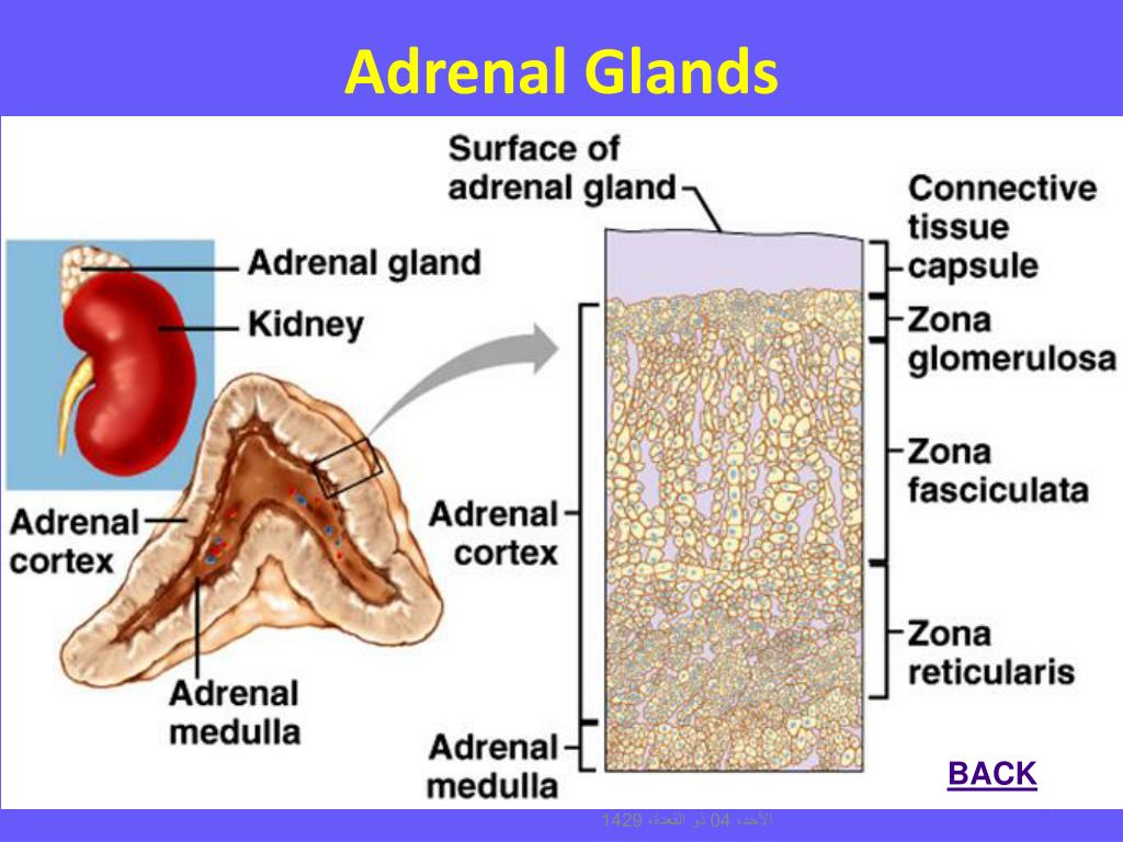 what hormones are secreted by the adrenal glands