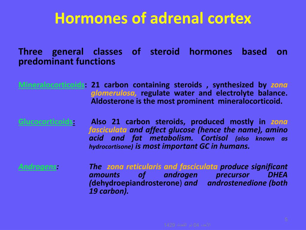 adrenal cortex produces adrenal cortex produces
