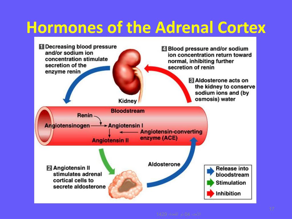 hormones of the adrenal gland