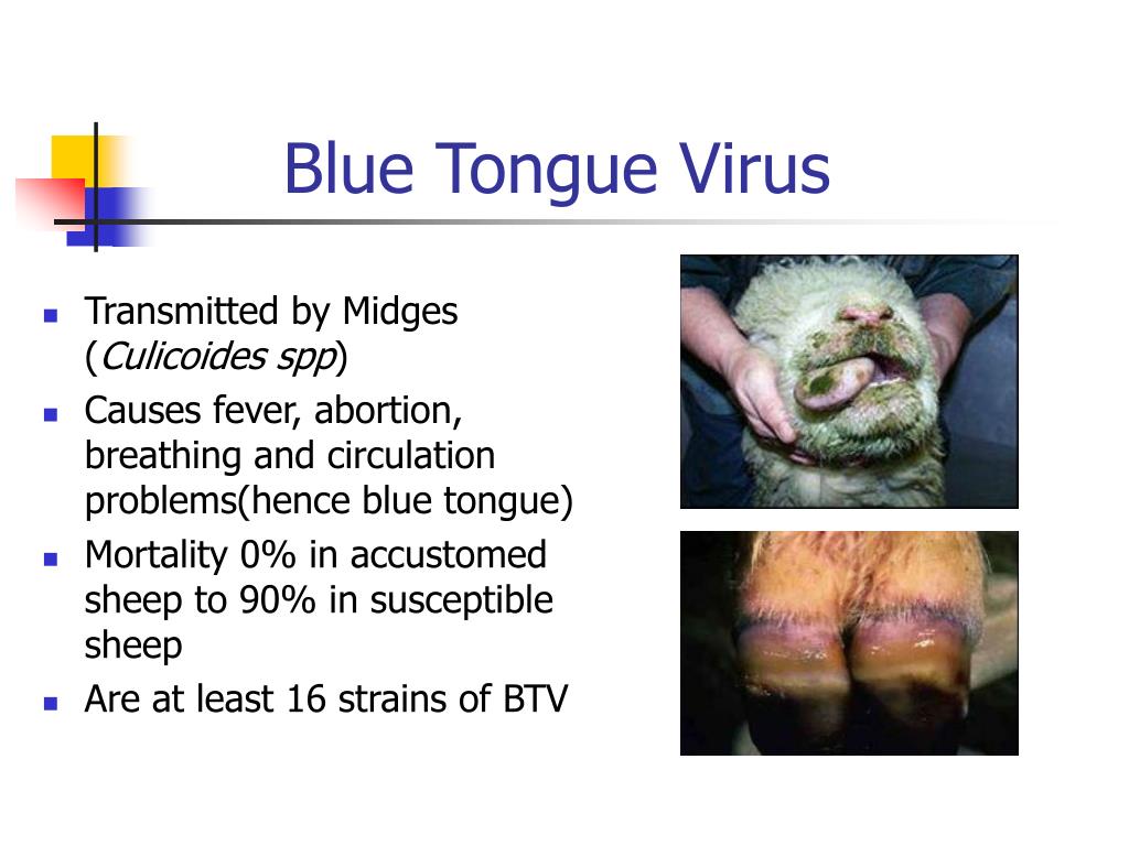 PPT Blue Tongue and Foot and Mouth Disease BWBL Seminar 20.11.12