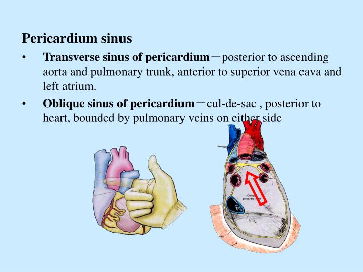 Oblique Sinus