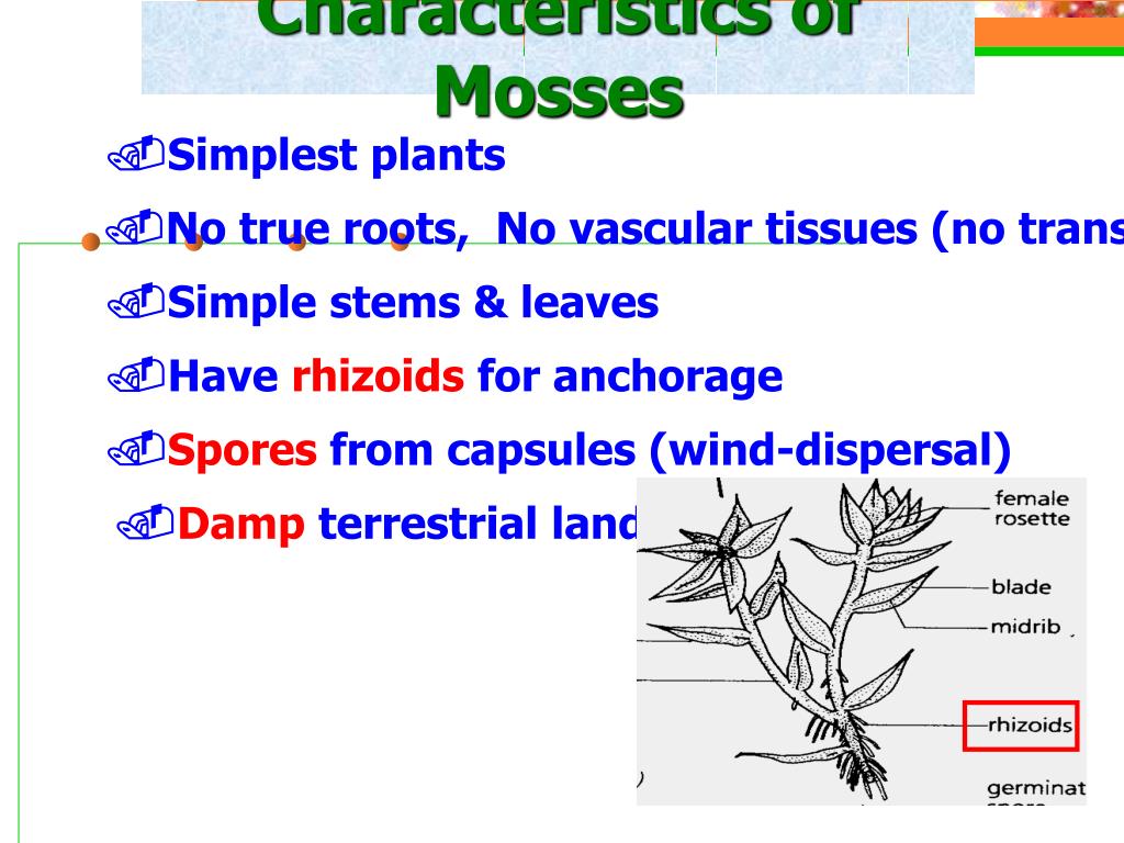 Фигуры для презентации POWERPOINT Plants. Two simple Stems. Dispersal. True roots