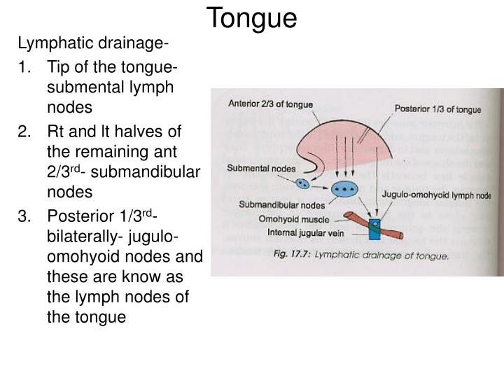 PPT Tongue PowerPoint Presentation ID3272395