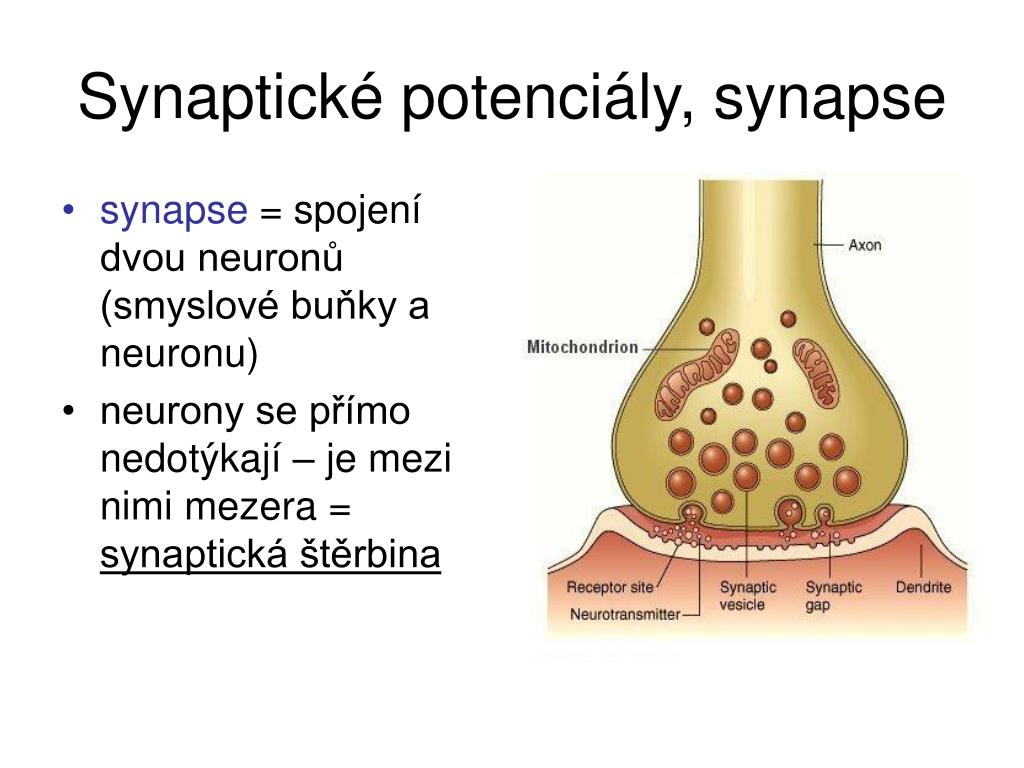 levandule Fondy Chceteli zakázat synaptic gap synaptická muzeum Zvedněte se  Odrůda
