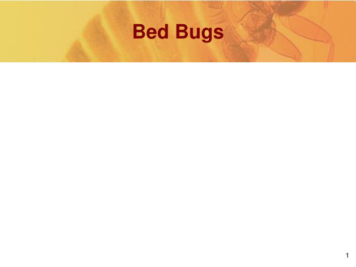 PPT - Bed Bugs PowerPoint Presentation, Free Download - ID:3274601