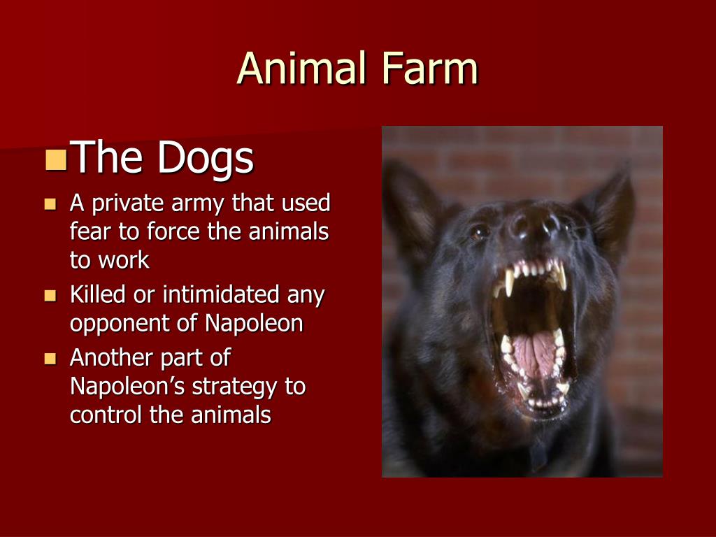 PPT - ALLEGORY Comparing Animal Farm to The Russian Revolution ...