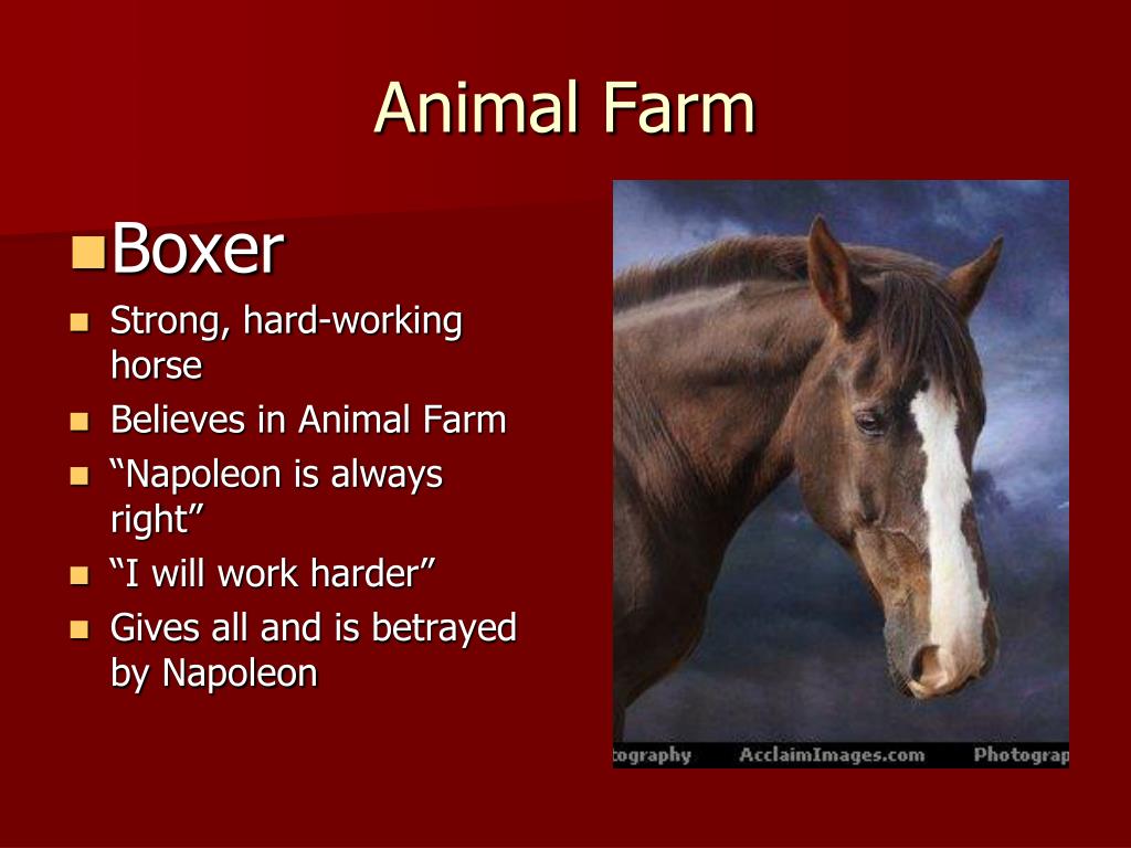 PPT - ALLEGORY Comparing Animal Farm to The Russian Revolution ...