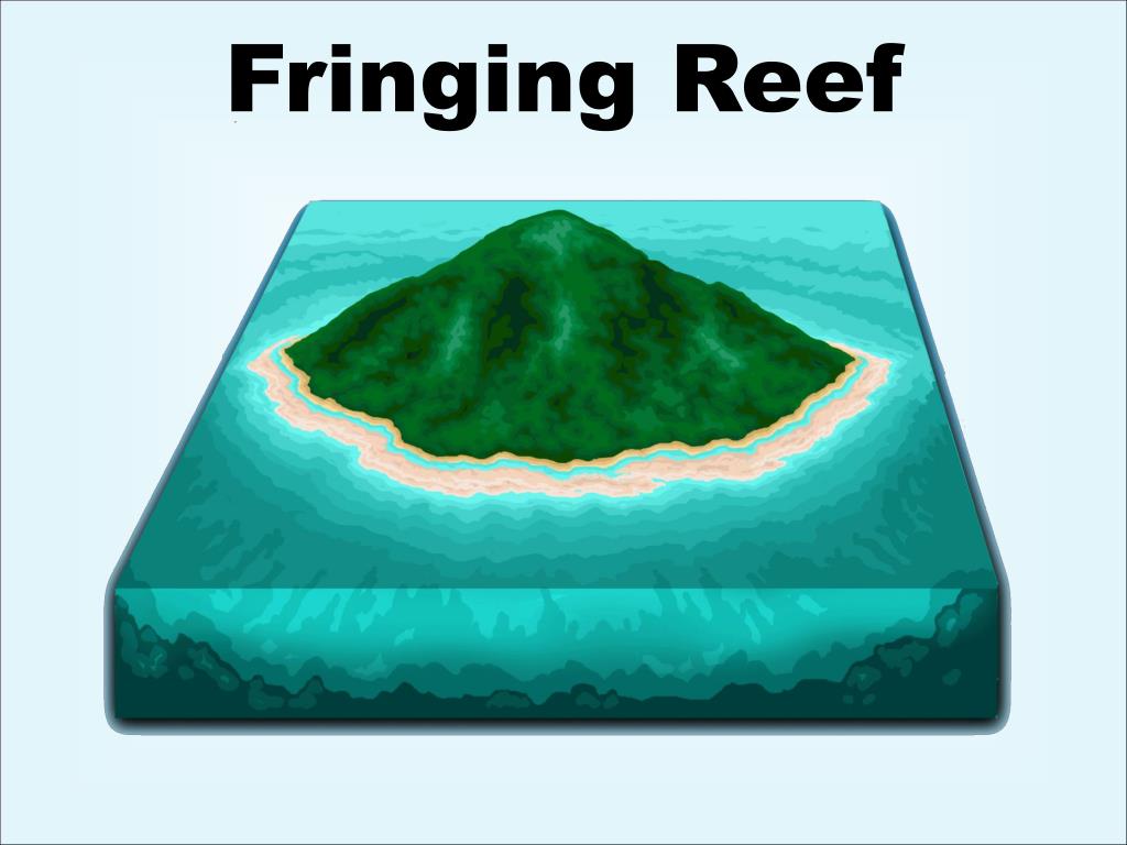 PPT - Reef Types PowerPoint Presentation, free download - ID:3276328