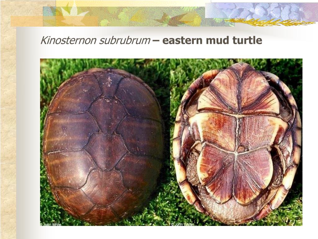 Толщина панциря черепахи. Панцирь черепахи карапакс. Kinosternon subrubrum. Карапакса черепахи. Карапакс у черепахи что это.