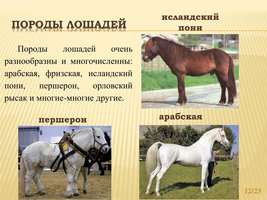 Описание лошадки. Породы лошадей с фотографиями. Виды лошадей и название. Верховые породы лошадей с фотографиями.