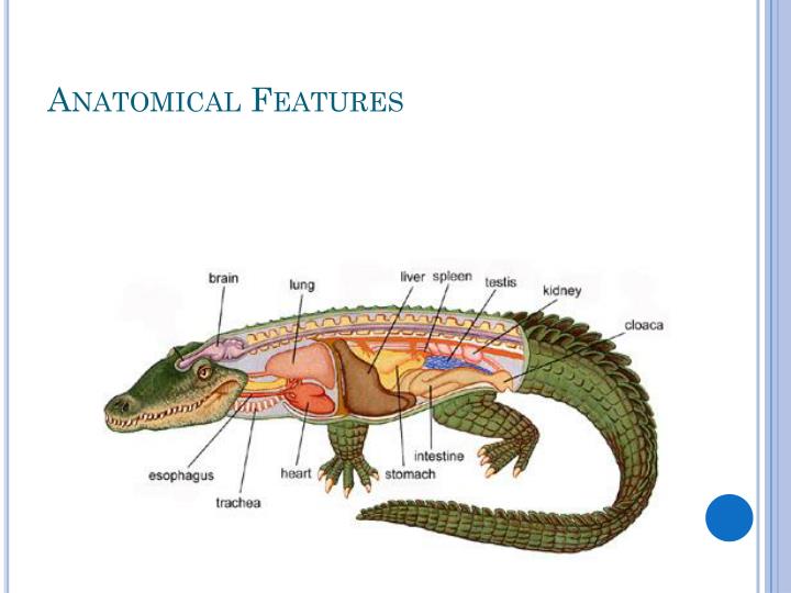 PPT Reptiles PowerPoint Presentation ID3276980