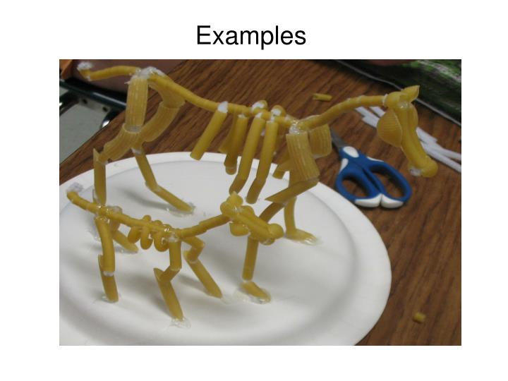 PPT - Pasta Horse Large Animal Skeletal Systems Lab PowerPoint ...