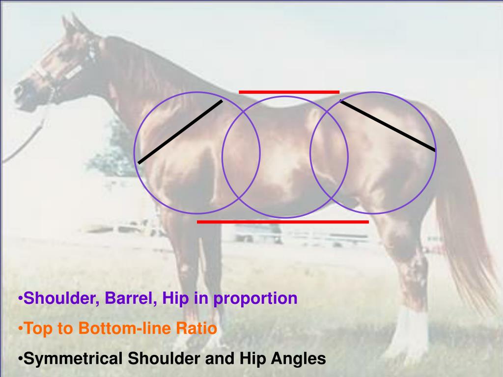 PPT Horse Judging Evaluating Halter Horses PowerPoint Presentation 