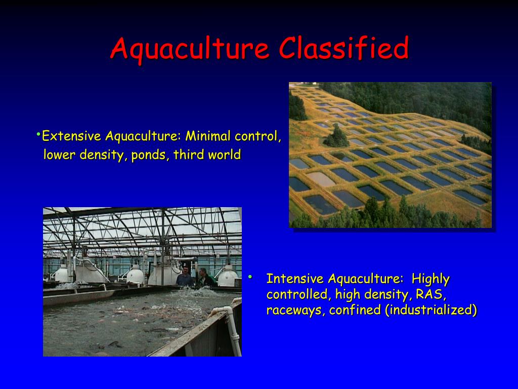 ppt-introduction-to-aquaculture-powerpoint-presentation-free