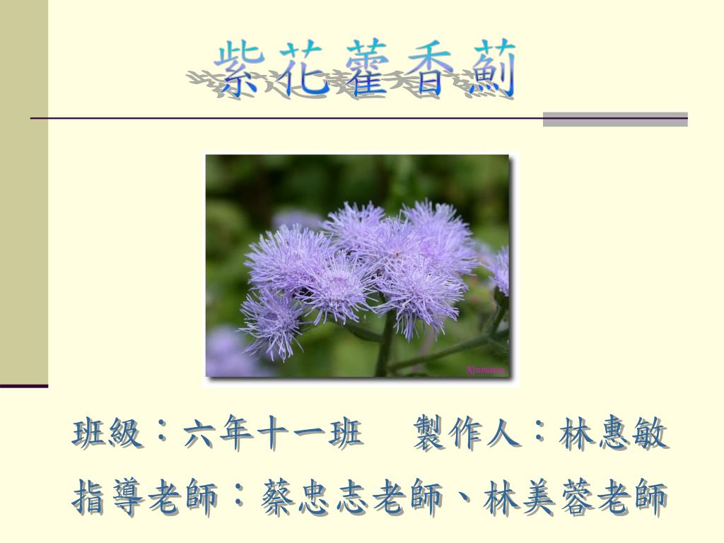Ppt 紫花藿香薊powerpoint Presentation Free Download Id