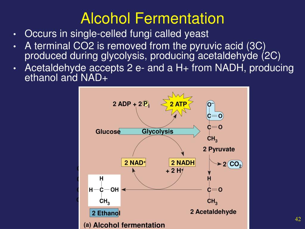 In Alcohol Fermentation Nad+ Is Regenerated From Nadh By