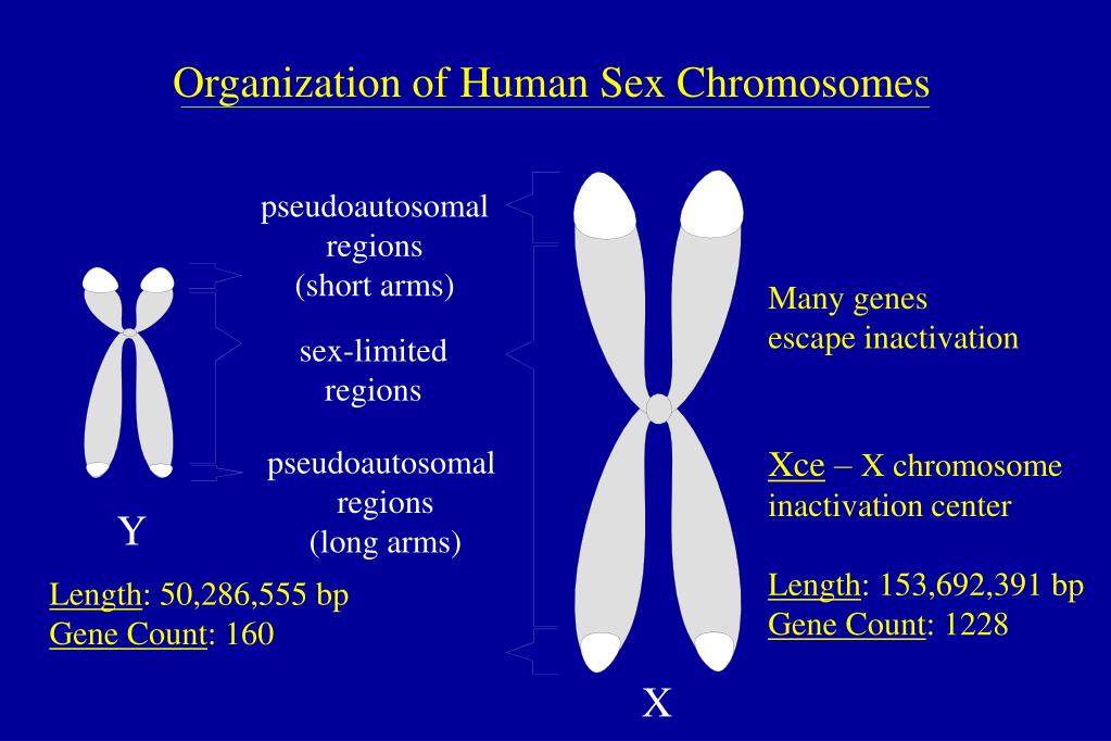 PPT - Sex Determination and Sex Chromosomes PowerPoint Presentation ...