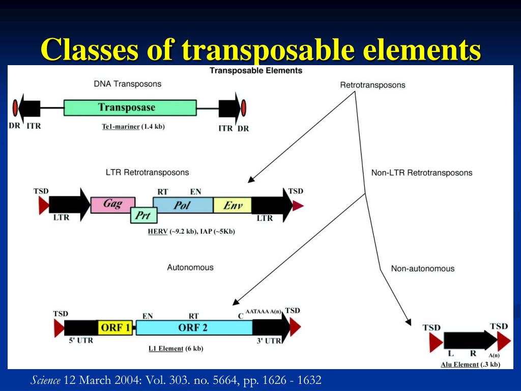 PPT - ‘mobile’ DNA: Transposable Elements PowerPoint Presentation, Free ...