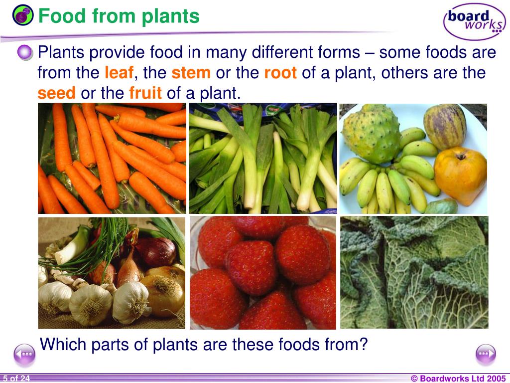 Food We Get From Plants Chart