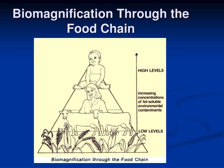 Biomagnification PowerPoint Presentation Biology Diagrams