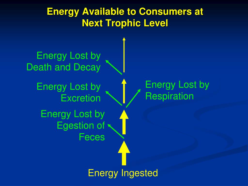 Biomagnification PowerPoint Presentation, free download Biology Diagrams