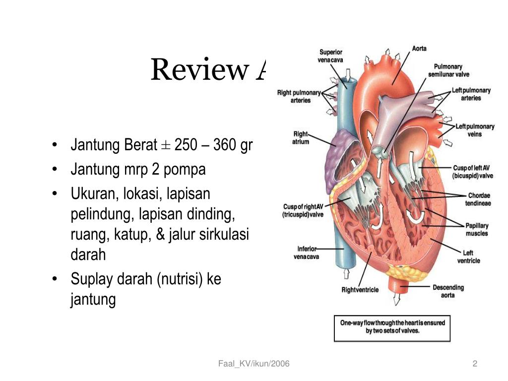 35+ Anatomi Fisiologi Jantung Ppt