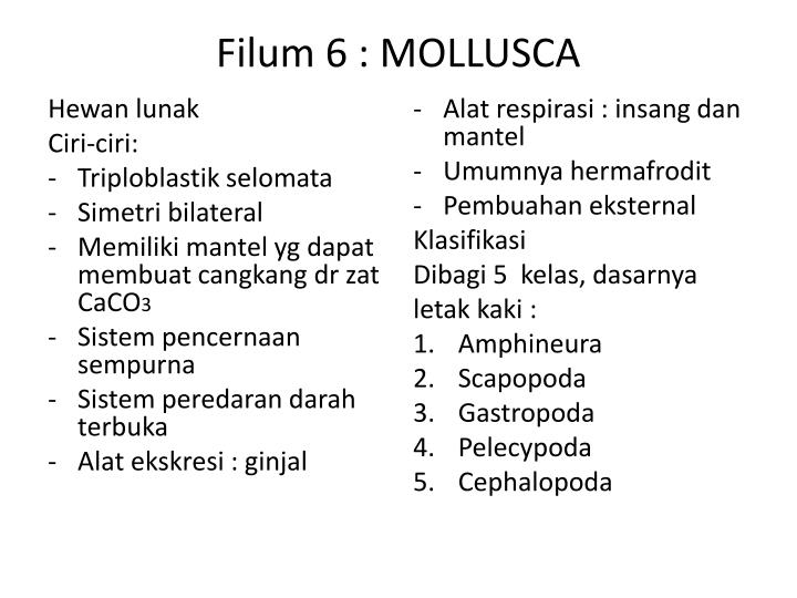 17++ Hewan filum mollusca ideas