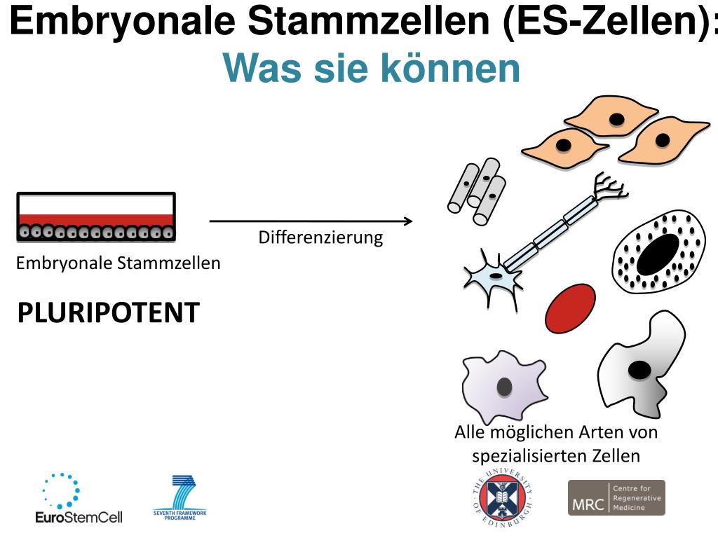 erwachsenen zelle zelle embryonalen stammzellen vs