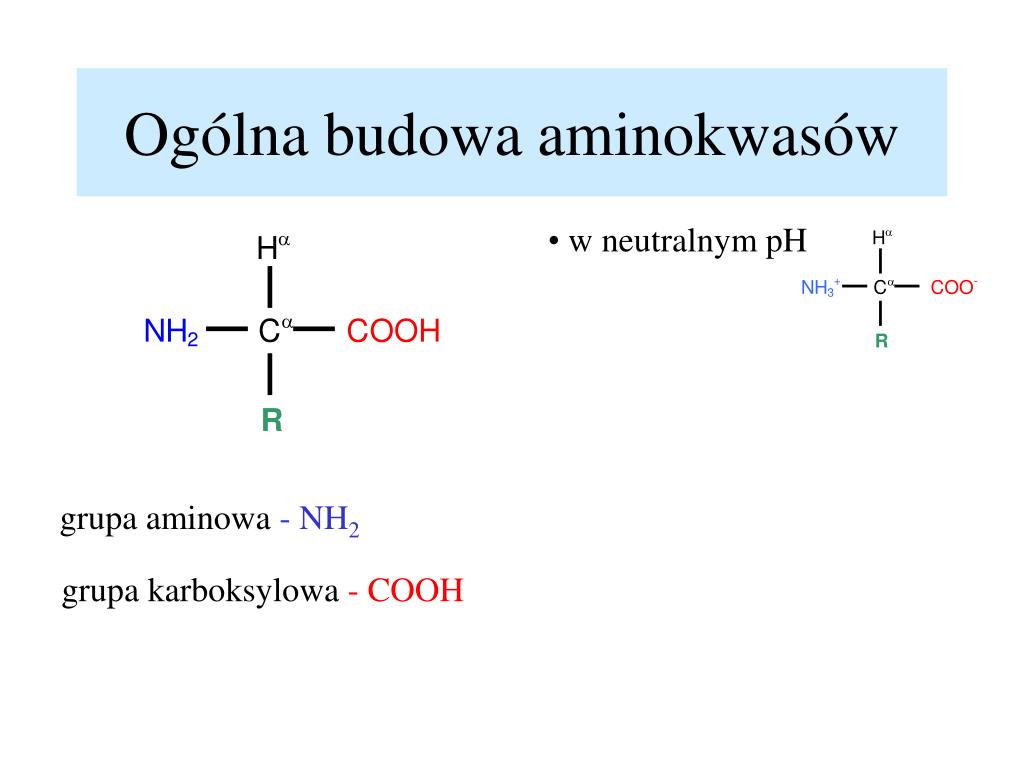 Budowa I Właściwości Aminokwasów PPT - Biofizyka PowerPoint Presentation, free download - ID:3290385