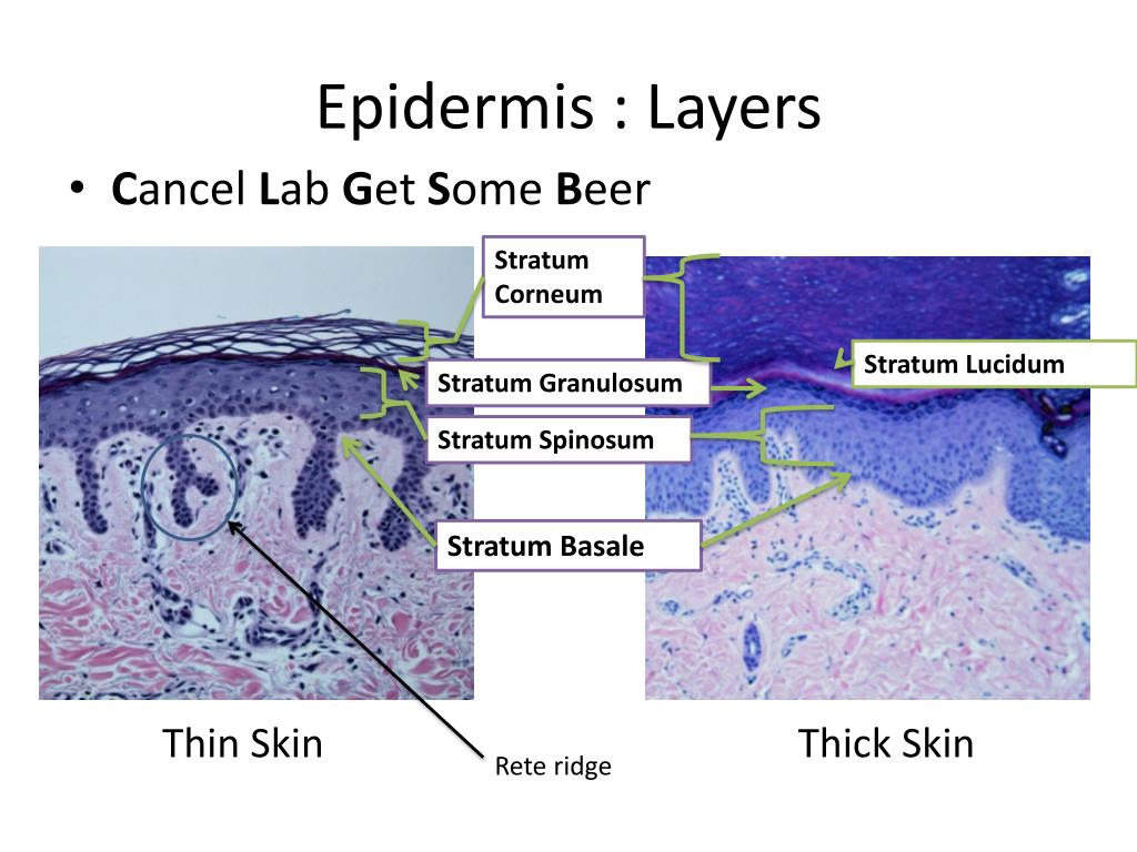 identify the locations of the major body fluid compartments identify the locations of the major body fluid compartments