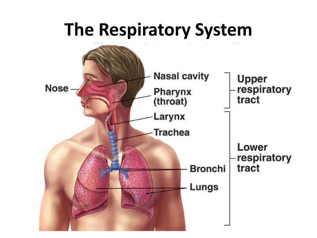 ppt presentation of respiratory system