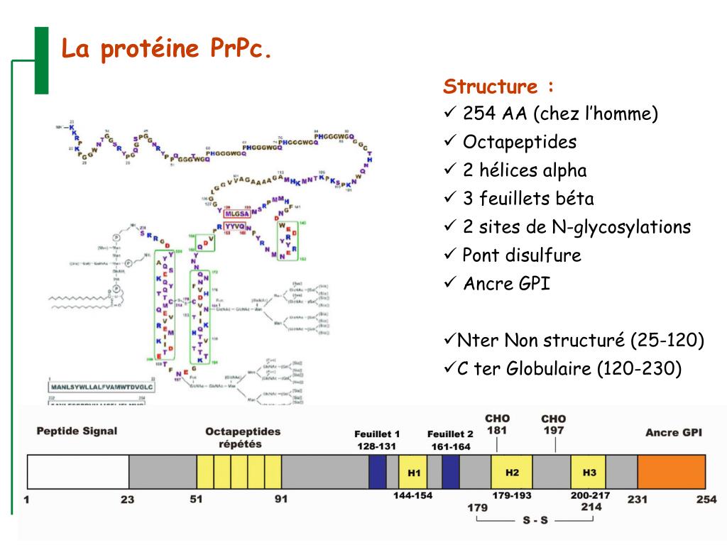 PPT - Maladies à prions : de la physiopathologie aux mesures ...