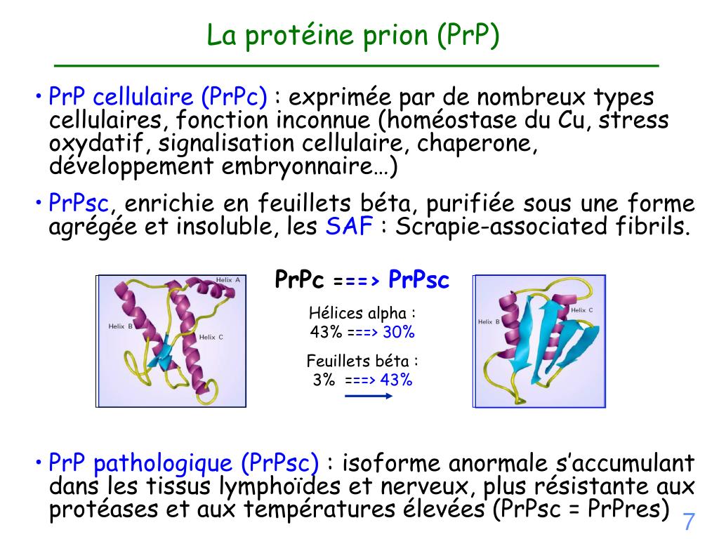 PPT - Maladies à prions : de la physiopathologie aux mesures ...