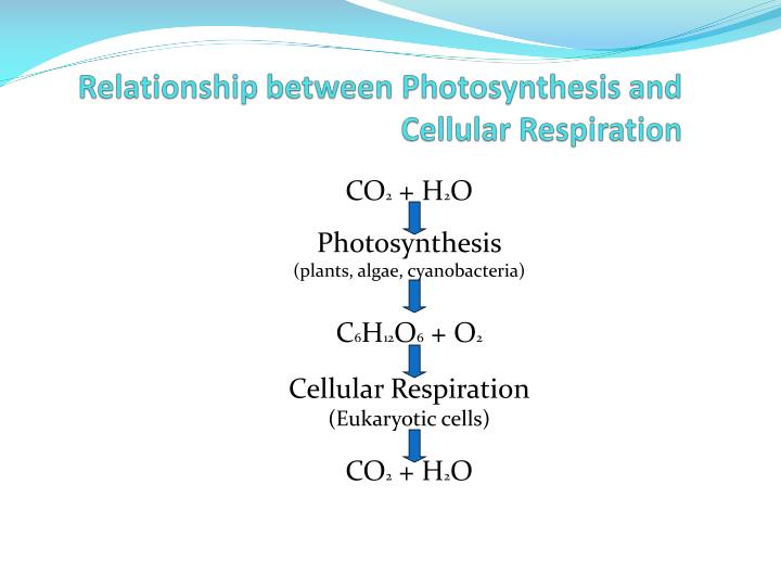 PPT - Relationship between Photosynthesis and Cellular Respiration ...