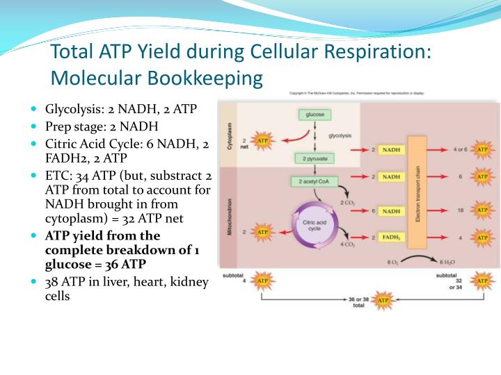 PPT Relationship between Photosynthesis and Cellular Respiration